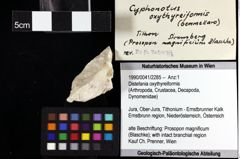 Foto (Objket + Etiketten) von Distefania oxythyreiformis 